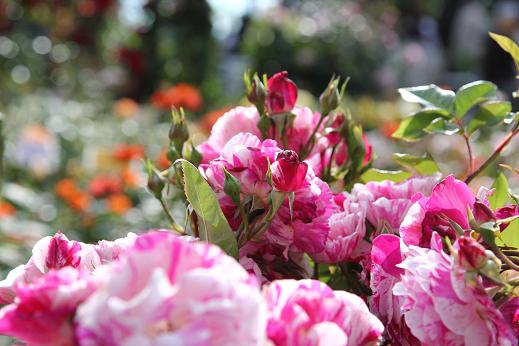 Fiori