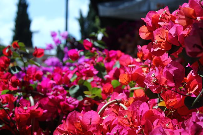 Fiori