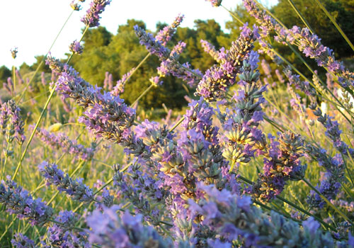 Immagine della lavanda del Conero