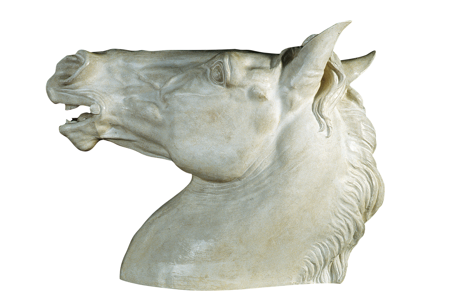 Horse's head